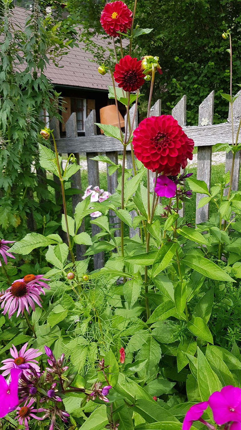 Bei dieser Blütenpracht lohnt sich ein eigener Garten